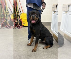 Rottweiler Dogs for adoption in Forestville, MD, USA