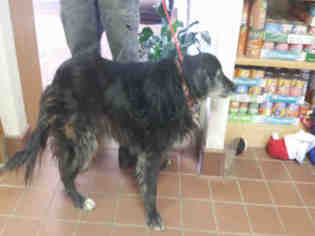 Border Collie-Unknown Mix Dogs for adoption in Waynesville, NC, USA