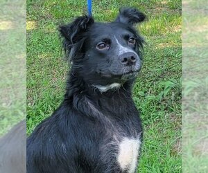 Australian Shepherd-Spaniel Mix Dogs for adoption in Wetumpka, AL, USA