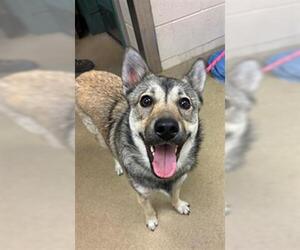 German Shepherd Dog-Unknown Mix Dogs for adoption in Santa Maria, CA, USA
