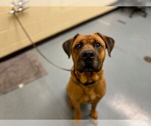 Mastiff-Unknown Mix Dogs for adoption in Denver, CO, USA