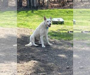 - Mix Dogs for adoption in Hoffman Estates, IL, USA