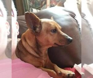 Chiweenie Dogs for adoption in Sumter, SC, USA