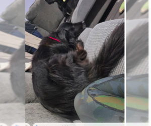 Collie-Unknown Mix Dogs for adoption in Plainfield, IL, USA