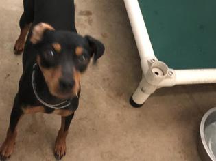 Miniature Pinscher Dogs for adoption in HESPERIA, CA, USA