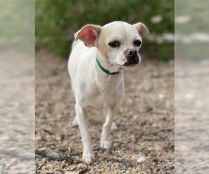 Boston Huahua Dogs for adoption in PIPE CREEK, TX, USA