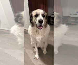 Medium Photo #13 Anatolian Pyrenees Puppy For Sale in Houston, TX, USA