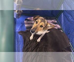 Collie-Unknown Mix Dogs for adoption in Calgary, Alberta, Canada