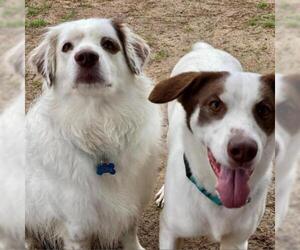 Australian Shepherd Dogs for adoption in Freeport, FL, USA