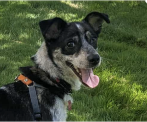 Mutt Dogs for adoption in San Ramon, CA, USA