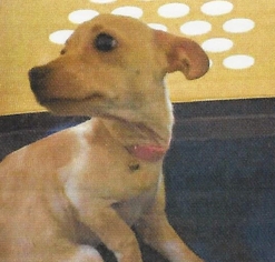 Chihuahua-Unknown Mix Dogs for adoption in Silverlake, WA, USA