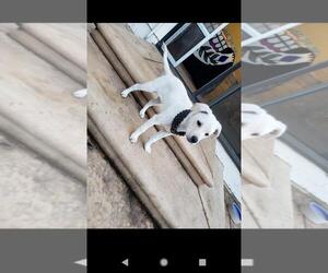 Medium Photo #1 Mutt Puppy For Sale in Livermore, CA, USA