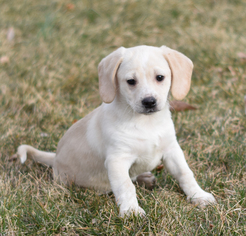 Labbe Dogs for adoption in Hockessin, DE, USA