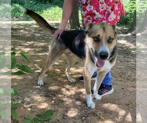 Mutt Dogs for adoption in Chatham, VA, USA