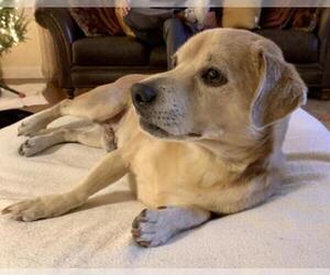Puggle Dogs for adoption in Valrico, FL, USA