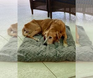 Golden Retriever Dogs for adoption in Bonita Springs, FL, USA
