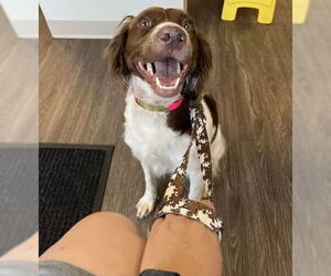 Brittany Dogs for adoption in Curwensville, PA, USA