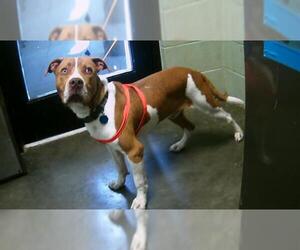 American Pit Bull Terrier-Unknown Mix Dogs for adoption in Tulsa, OK, USA