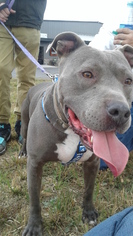 American Pit Bull Terrier Dogs for adoption in Chatham, VA, USA