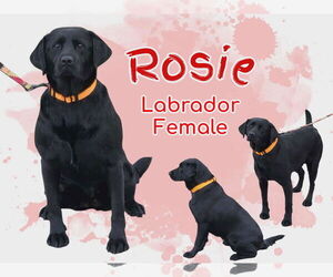 Labrador Retriever-Unknown Mix Dogs for adoption in Anchorage, AK, USA