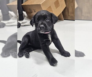 Labrador Retriever-Unknown Mix Dogs for adoption in Temple, TX, USA