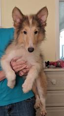 Collie Dogs for adoption in Commerce, GA, USA