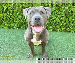 American Pit Bull Terrier Dogs for adoption in West Palm Beach, FL, USA