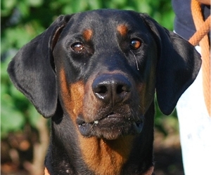 Doberman Pinscher Dogs for adoption in Chesapeake City, MD, USA
