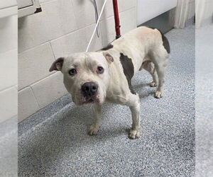 American Pit Bull Terrier-Unknown Mix Dogs for adoption in Long Beach, CA, USA
