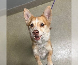 Cardigan Welsh Corgi-Unknown Mix Dogs for adoption in Las Vegas, NV, USA
