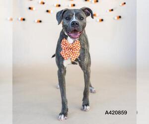 American Pit Bull Terrier Dogs for adoption in Conroe, TX, USA