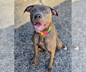 American Staffordshire Terrier Dogs for adoption in Westminster, MA, USA