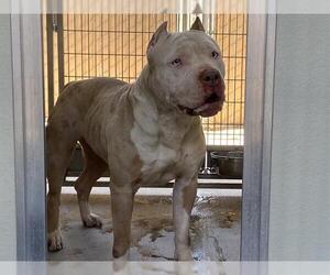 American Pit Bull Terrier Dogs for adoption in Corona, CA, USA