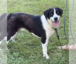 Border Collie-Unknown Mix Dogs for adoption in Rustburg, VA, USA