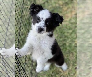 Border-Aussie Dogs for adoption in Phoenix, AZ, USA