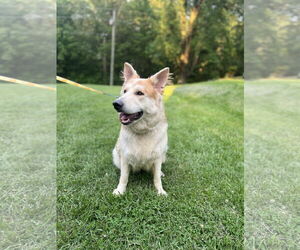 German Shepherd Dog-Huskies Mix Dogs for adoption in Columbus, IN, USA