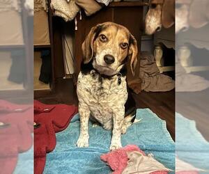 Beagle Dogs for adoption in Frankenmuth, MI, USA