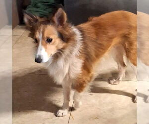 Mutt Dogs for adoption in Dublin, OH, USA