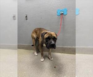 Mutt Dogs for adoption in Las Vegas, NV, USA