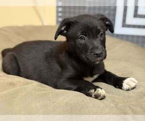 Mutt Dogs for adoption in Candler, NC, USA