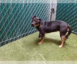 Pug-Unknown Mix Dogs for adoption in Downey, CA, USA