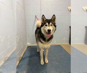 Siberian Husky Dogs for adoption in Woodland, CA, USA
