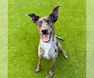 Catahoula Leopard Dog-Unknown Mix Dogs for adoption in Rowlett, TX, USA