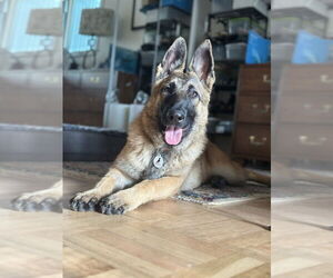 German Shepherd Dog Dogs for adoption in West Sacramento, CA, USA