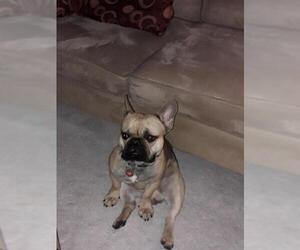 French Bulldog Dogs for adoption in Brights Grove, Ontario, Canada