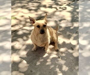 Chihuahua-Unknown Mix Dogs for adoption in Grafton, WI, USA