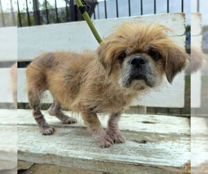 Pekingese Dogs for adoption in Long Beach, CA, USA
