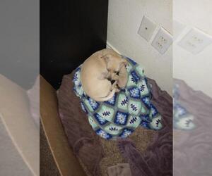 Chihuahua-Unknown Mix Dogs for adoption in San Antonio, TX, USA