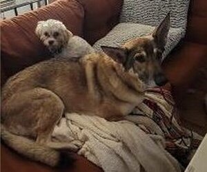 German Shepherd Dog Dogs for adoption in Pottstown, PA, USA