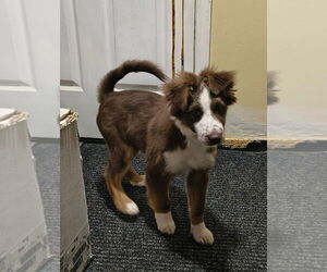 Australian Shepherd-Unknown Mix Dogs for adoption in Aurora, IN, USA